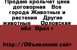 Продаю крольчат цена договорная - Все города Животные и растения » Другие животные   . Орловская обл.,Орел г.